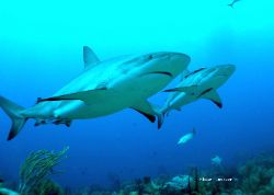 Cara a Cara Point shark dive,Roatan.This photo was taken ... by Shawn Jackson 